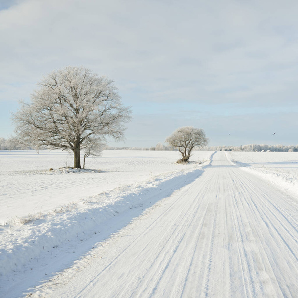 Αγροτικός δρόμος μέσα από τα χιονισμένα χωράφια, αγροτική περιοχή. Θέα από το αυτοκίνητο. Το χιόνι παρασύρεται. Η Ευρώπη. Φύση, διακοπές Χριστουγέννων, απομακρυσμένα μέρη, χειμερινά ελαστικά, επικίνδυνη έννοια οδήγησης - Φωτογραφία, εικόνα