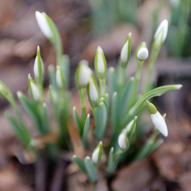 Small snowdrop wildflowers (Galanthus) in the forest. Flower bud. Warm winter, early spring in Europe. Symbol of purity, peace, joy. Beginning, Easter concept. Nature, environment, ecology - Фото, изображение
