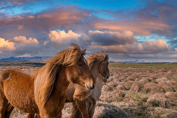 Close-up of Icelandic horses in beautiful mountain. Mammals grazing on field against cloudy sky. Scenic view of landscape in northern Alpine region during sunset. - 写真・画像