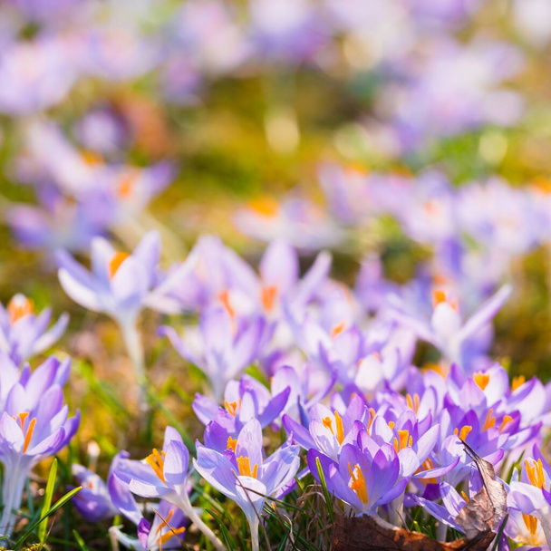Közelkép a virágzó lila crocus virágokról. Parkolj! Európába. Kora tavasz. A béke, öröm, tisztaság, húsvét szimbóluma. Kertészkedés, kertészkedés, ökoturizmus, környezet. Művészet, makrofotózás, bokeh, háttér - Fotó, kép