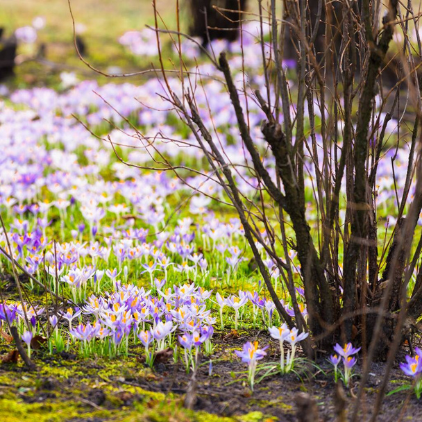 Detailní záběr kvetoucích fialových krokusových květů. Stromy v pozadí. Forest park. Evropa. Brzy na jaře. Symbol míru, radosti, čistoty. Krajina, životní prostředí. Umění, makrofotografie, bokeh, pozadí - Fotografie, Obrázek