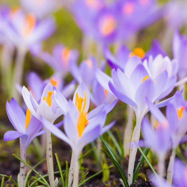 Close-up of blooming purple crocus flowers. Park. Europe. Early spring. Symbol of peace, joy, purity, Easter. Landscaping, gardening, ecotourism, environment. Art, macrophotography, bokeh, background - Fotoğraf, Görsel