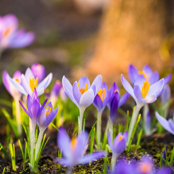 Close-up of blooming purple crocus flowers. Park. Europe. Early spring. Symbol of peace, joy, purity, Easter. Landscaping, gardening, ecotourism, environment. Art, macrophotography, bokeh, background - Foto, Bild