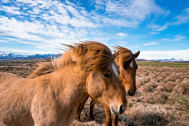 Close-up of Icelandic horses standing on grassy field. Herbivorous mammals grazing in beautiful mountain against blue sky. Dramatic landscape in northern Alpine region. - Фото, изображение