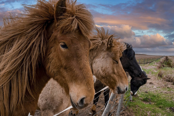 Close-up of Icelandic horses standing near fence. Brown and black herbivorous mammals standing on field. Animals on mountain in valley against cloudy sky during sunset. - Foto, Bild