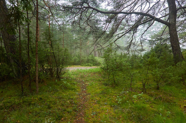Pathway door het majestueuze groenblijvende bos. Machtige dennen en sparren bomen, planten, mos, varen. bewolkte dag, regen, mist. Sfeervol landschap. Natuur, seizoenen, milieu, ecotoerisme, wandelen - Foto, afbeelding