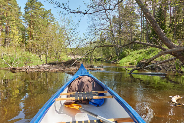 Kano rijden op Irbe rivier. Kurzeme, Letland. Bos. machtige bomen, reflecties in het water. Natuur, ecologie, eco-toerisme, wandelen, vrijetijdsbesteding, varen, roeien, sport, gezonde levensstijl, zwerflust - Foto, afbeelding