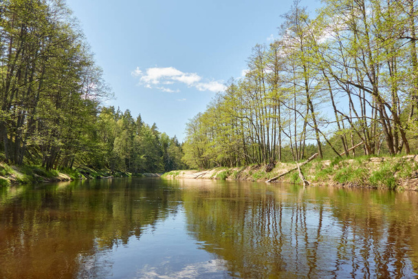 Panoramisch uitzicht op de Irbe rivier. Kurzeme, Letland. Zandstrand, strand. Majestueus altijd groen bos. Bomen, planten. Lente, vroege zomer. Puur natuur, ecologie, frisse lucht, ecotoerisme - Foto, afbeelding