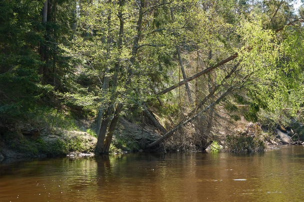Panoramisch uitzicht op de Irbe. Kurzeme, Letland. Majestueus altijd groen bos. Bomen, planten. Lente, vroege zomer. Puur natuur, ecologie, frisse lucht, ecotoerisme - Foto, afbeelding