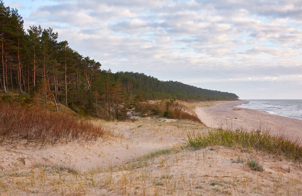 Brzeg Morza Bałtyckiego (wydmy, plaża). Las sosnowy Evergreen, trawa wydmowa. Dramatyczne niebo, świecące zachmurzenie słońca. Malownicze krajobrazy panoramiczne. Natura, środowisko, turystyka ekologiczna, turystyka piesza, zwiedzanie koncepcji - Zdjęcie, obraz