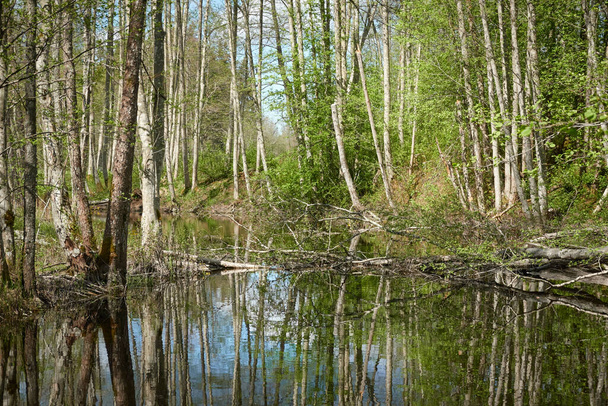 Panoramisch uitzicht op het moerassige groene bos en de rivier. Zonlicht door de bomen. Reflecties op water. Lente, vroege zomer. Milieu, ecologie, ecosystemen, natuur, ecotoerisme. Idyllisch landschap - Foto, afbeelding