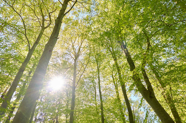 緑のブナ林のパノラマビュー。強大な木を通して日光。春、初夏。環境保全、生態学、純粋な自然、エコツーリズム。牧歌的な風景 - 写真・画像
