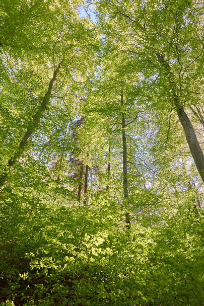 Blick auf den grünen Buchenwald. Sonnenlicht durch die mächtigen Bäume. Frühling, Frühsommer. Umweltschutz, Ökologie, Natur pur, Ökotourismus. Idyllische Landschaft - Foto, Bild