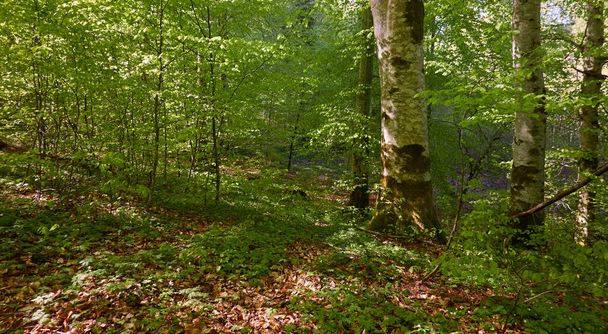Blick auf den grünen Buchenwald. Sonnenlicht durch die jungen und mächtigen Baumstämme. Umweltschutz, Ökologie, Natur pur, Ökotourismus. Idyllische Landschaft. Frühling, Frühsommer - Foto, Bild