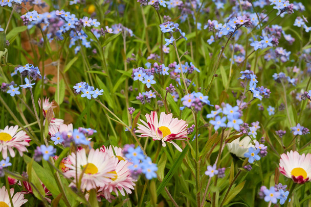 Rozkvetlý trávník v městském parku. Daisy (Bellis annua), pampeliška (Taraxacum), květiny Myosotis, zelená tráva. Měkké sluneční světlo. Jaro, brzy v létě. Návrh krajiny, zahradničení - Fotografie, Obrázek