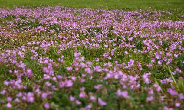 Blooming pink and purple common stork's-bill flowers (Erodium cicutarium), green lawn in a city park. Spring, early summer. Netherlands, Europe. Landscaping design, gardening - Photo, Image