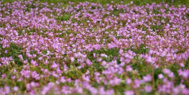 Blühende rosa und lila Storchschnabel-Blüten (Erodium cicutarium), grüner Rasen im Stadtpark. Frühling, Frühsommer. Niederlande, Europa. Landschaftsplanung, Gartenarbeit - Foto, Bild