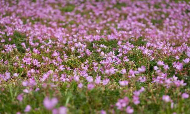 Kvetoucí růžové a fialové květy čápu obecného (Erodium cicutarium), zelený trávník v městském parku. Jaro, brzy v létě. Nizozemsko, Evropa. Návrh krajiny, zahradničení - Fotografie, Obrázek