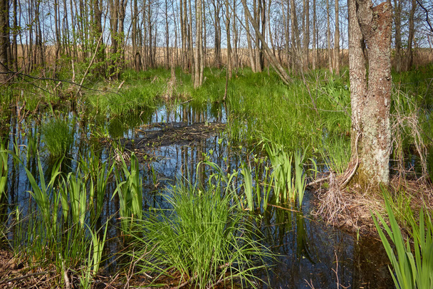 Swampy green forest and river. Soft sunlight. Reflections on water. Spring, early summer. Environment, ecology, ecosystems, nature, ecotourism. Idyllic landscape - Photo, Image