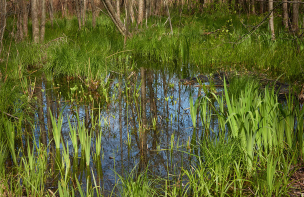 Болотистый зеленый лес и река. Мягкий солнечный свет. Размышления о воде. Весна, раннее лето. Окружающая среда, экология, экосистемы, природа, экотуризм. Идиллический пейзаж - Фото, изображение