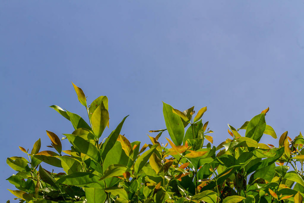 ベイリーフ植物の枝の芽は茶色がかった緑色で、まだ若く成長しています。 - 写真・画像