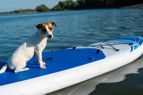 Jack russell terrier dog on a sup board. Summer sport. - Fotoğraf, Görsel