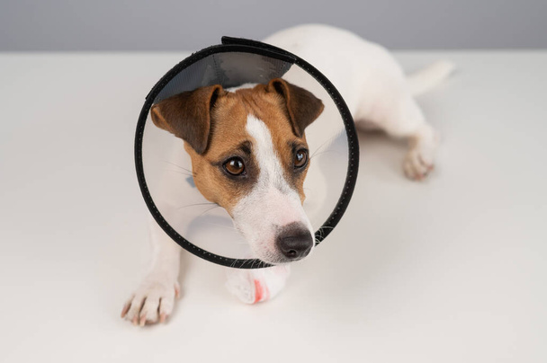Jack Russell Terrier dog with a bandaged paw in a cone collar - Foto, imagen