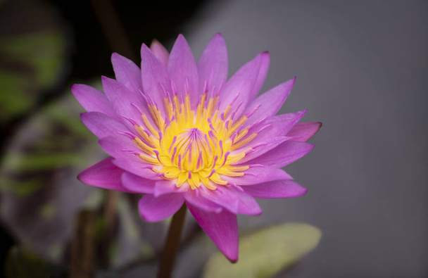 Close-up of pink lotus flower with yellow pollen and green lotus leaves is blooming in the pond. Water lily. - Фото, изображение