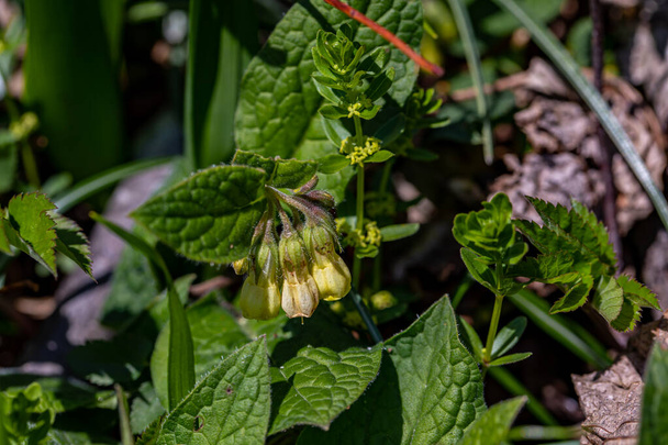 Symphytum tuberosum kukka niityllä, lähikuva - Valokuva, kuva