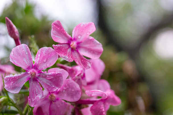 フロックス・スブラタ。フロックスを騙した。春にエメラルドピンクの小さなフロックスの花、緑の葉の間の夏の庭。第25回五弁花の長い開花期。テキストのためのスペースと自然背景 - 写真・画像