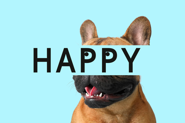 Cute bulldog and word HAPPY on light blue background - Photo, Image