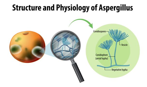 Structure and Physiology of orange Aspergillus illustration - Vettoriali, immagini