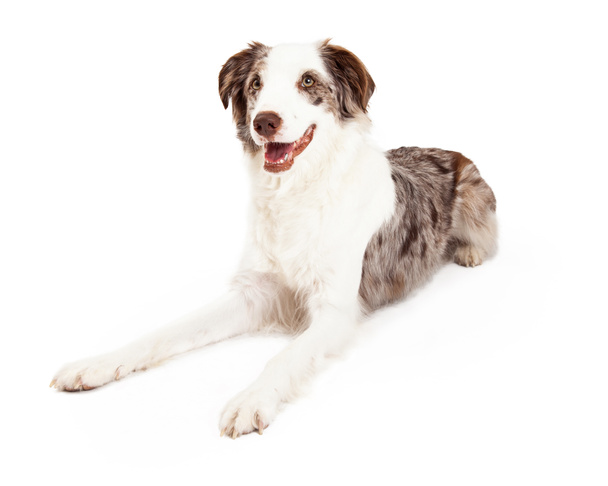 Happy And Friendly Border Collie Dog Laying - Foto, Imagen