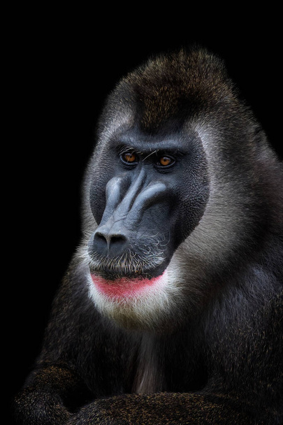 Fúró majom portréja, Mandrillus leukophaeus. Majom fej elszigetelt és fekete háttér. - Fotó, kép