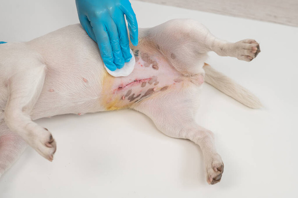 The veterinarian treats the dogs suture after a surgical operation - Photo, image
