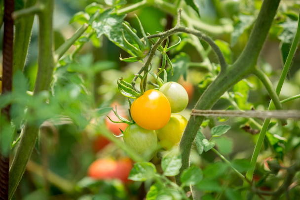 Gelbe Tomaten wachsen im Garten - Foto, Bild