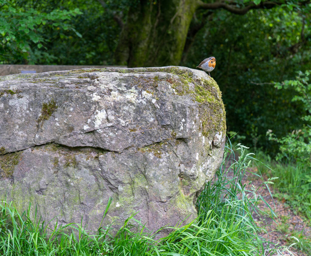 schöner Vogel sitzt auf einem Stein im Wald - Foto, Bild