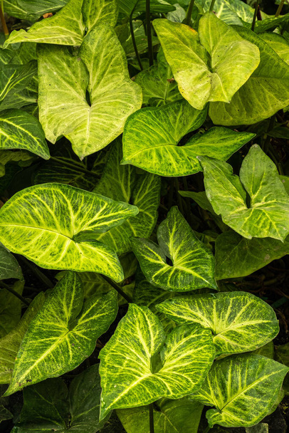 Zbliżenie zielonych liści wewnętrznego syngonium roślinnego. Pełna klatka. Zielone liście tekstury. Projekt biofilii - Zdjęcie, obraz