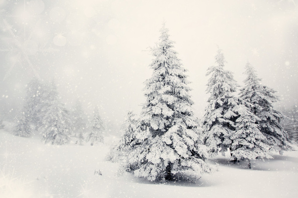 Joulun tausta lumisilla kuusilla  - Valokuva, kuva