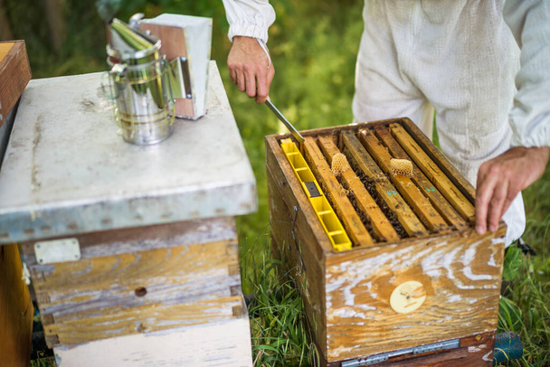Beekeeper is examining his beehives in forest. Beekeeping professional occupation. - Photo, Image