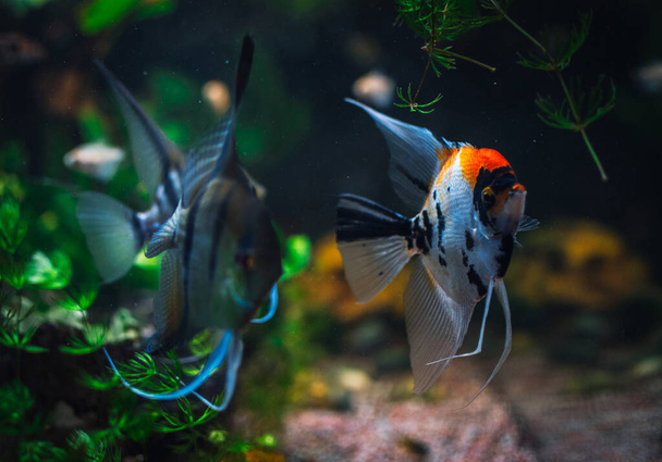 a great scalar fish in aquarium - Photo, Image