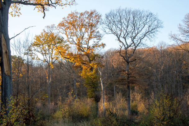 őszi erdő reggel - Fotó, kép