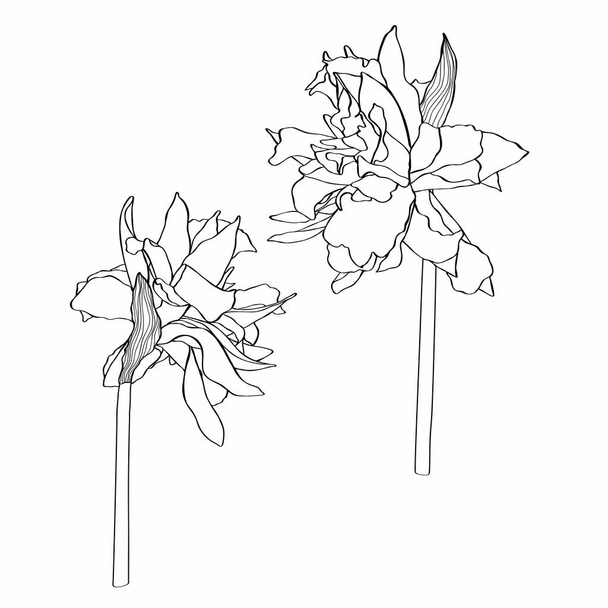 Nárciszvirág rajzolás. Kézzel rajzolt virágdíszlet. Botanikus fekete tinta vázlat. Nagy meghívók, üdvözlőlapok, dekoráció.  - Vektor, kép