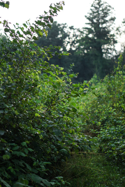 Křoví a stromy na slunci. příroda v lese - Fotografie, Obrázek