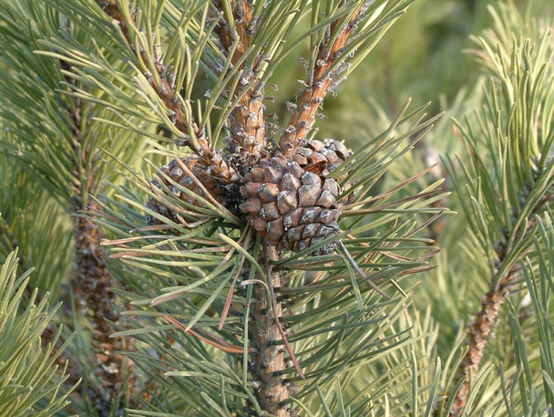 Letonia. Un cono sobre un pino joven en un vivero forestal. - Foto, Imagen