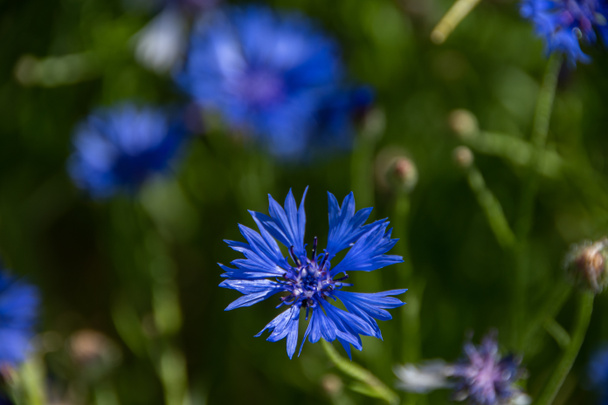 The closeup of a blue cornflower - Photo, Image