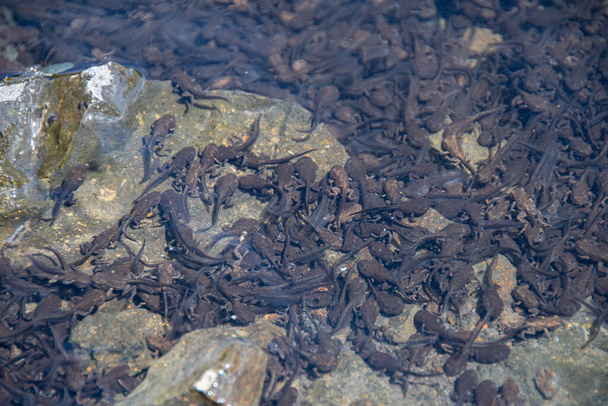 Un sacco di girini sott'acqua - Foto, immagini