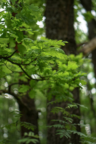 Hintergrund aus grünen Eichenblättern. Bäume im Wald - Foto, Bild