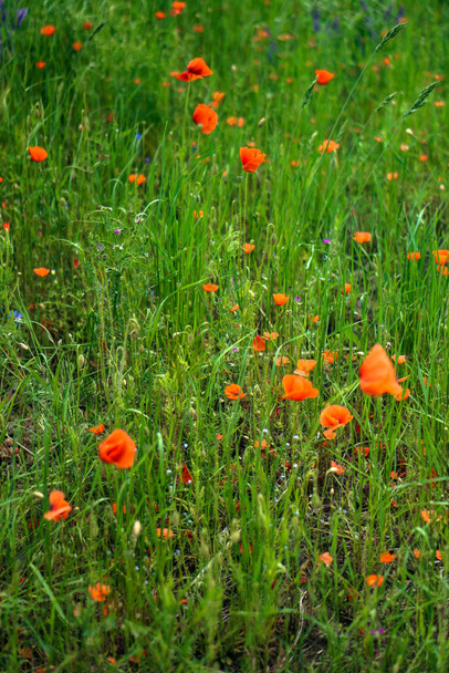Red poppies bloom in a wild field. Background of beautiful flowers. - Photo, Image
