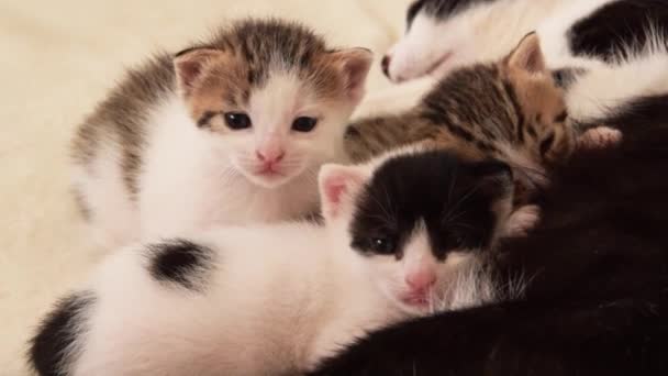 Cat mother breastfeeds her little three weeks old kittens - Materiał filmowy, wideo